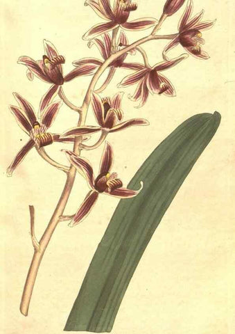 Reproducción/Reproduction 35168927425: The Botanical magazine, or, Flower-garden displayed ... /. [S.l. :s.n.],1790-1800 ;