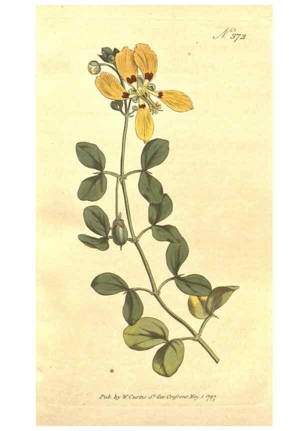Reproducción/Reproduction 35038149501: The Botanical magazine, or, Flower-garden displayed ... /. [S.l. :s.n.],1790-1800 ;