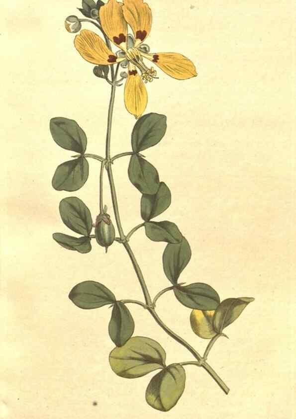 Reproducción/Reproduction 35038149501: The Botanical magazine, or, Flower-garden displayed ... /. [S.l. :s.n.],1790-1800 ;