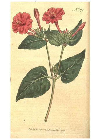Reproducción/Reproduction 34323893184: The Botanical magazine, or, Flower-garden displayed ... /. [S.l. :s.n.],1790-1800 ;