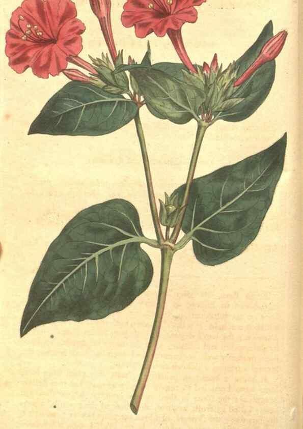 Reproducción/Reproduction 34323893184: The Botanical magazine, or, Flower-garden displayed ... /. [S.l. :s.n.],1790-1800 ;