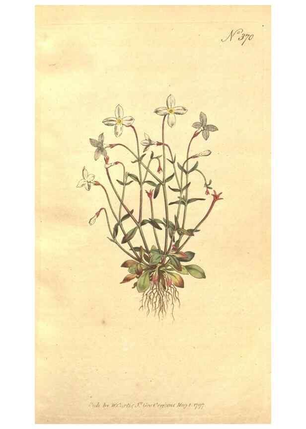 Reproducción/Reproduction 34323892164: The Botanical magazine, or, Flower-garden displayed ... /. [S.l. :s.n.],1790-1800 ;