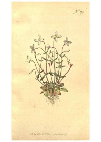 Reproducción/Reproduction 34323892164: The Botanical magazine, or, Flower-garden displayed ... /. [S.l. :s.n.],1790-1800 ;
