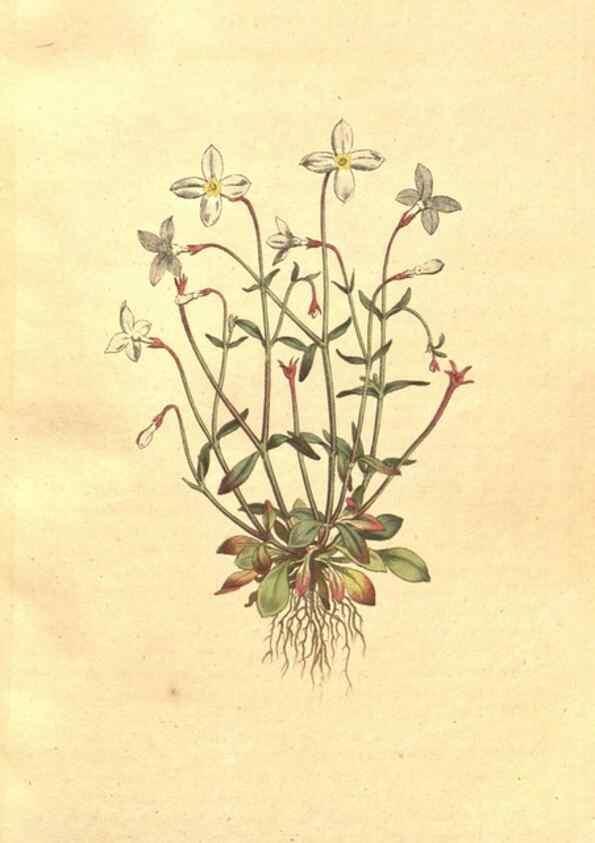 Reproducción/Reproduction 34323892164: The Botanical magazine, or, Flower-garden displayed ... /. [S.l. :s.n.],1790-1800 ;