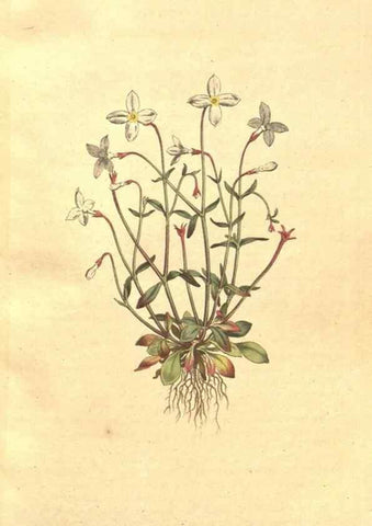 Reproducción/Reproduction 34323892164: The Botanical magazine, or, Flower-garden displayed ... /. [S.l. :s.n.],1790-1800 ;