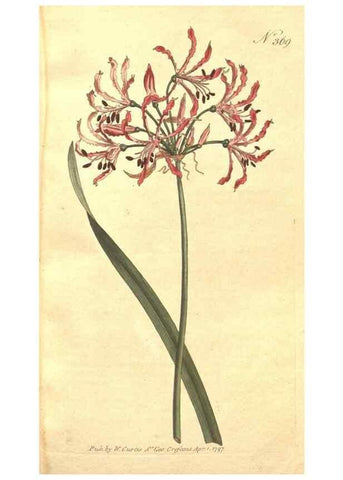 Reproducción/Reproduction 35128923316: The Botanical magazine, or, Flower-garden displayed ... /. [S.l. :s.n.],1790-1800 ;