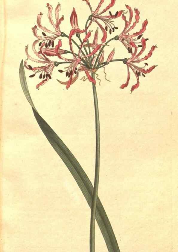 Reproducción/Reproduction 35128923316: The Botanical magazine, or, Flower-garden displayed ... /. [S.l. :s.n.],1790-1800 ;