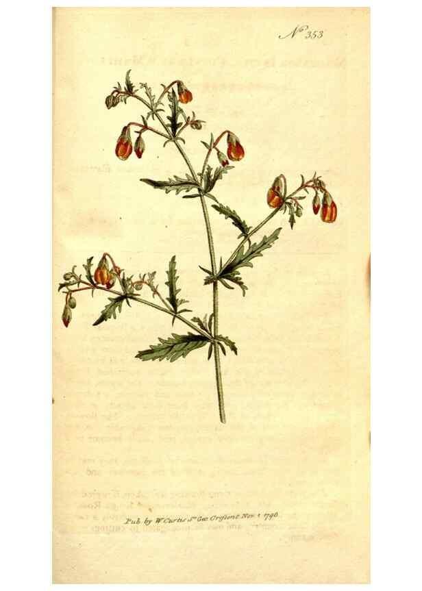 Reproducción/Reproduction 34323560424: The Botanical magazine, or, Flower-garden displayed ... /. [S.l. :s.n.],1790-1800 ;