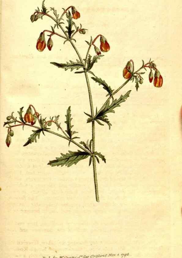 Reproducción/Reproduction 34323560424: The Botanical magazine, or, Flower-garden displayed ... /. [S.l. :s.n.],1790-1800 ;