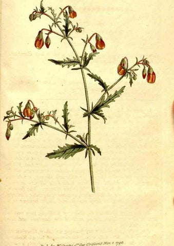 Reproducción/Reproduction 34323560424: The Botanical magazine, or, Flower-garden displayed ... /. [S.l. :s.n.],1790-1800 ;