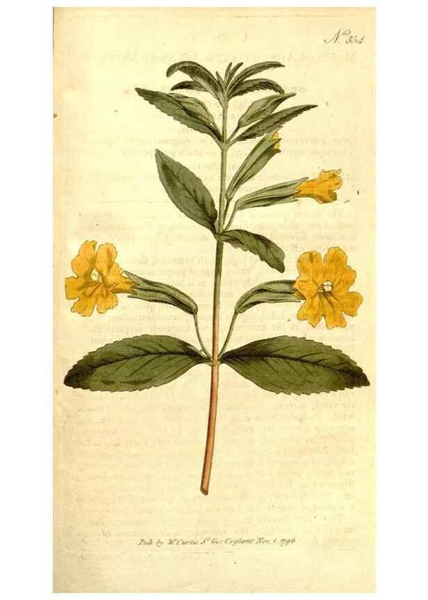 Reproducción/Reproduction 34782001560: The Botanical magazine, or, Flower-garden displayed ... /. [S.l. :s.n.],1790-1800 ;