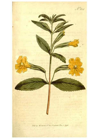 Reproducción/Reproduction 34782001560: The Botanical magazine, or, Flower-garden displayed ... /. [S.l. :s.n.],1790-1800 ;