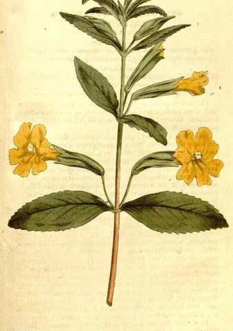 Reproducción/Reproduction 34782001560: The Botanical magazine, or, Flower-garden displayed ... /. [S.l. :s.n.],1790-1800 ;