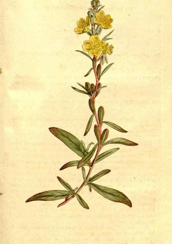 Reproducción/Reproduction 34323569514: The Botanical magazine, or, Flower-garden displayed ... /. [S.l. :s.n.],1790-1800 ;
