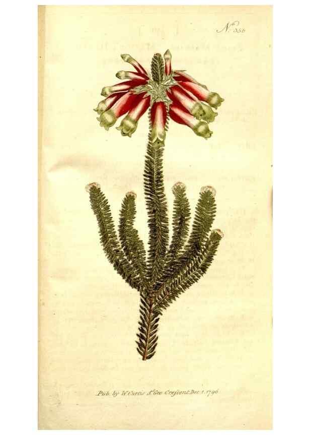 Reproducción/Reproduction 34323573824: The Botanical magazine, or, Flower-garden displayed ... /. [S.l. :s.n.],1790-1800 ;
