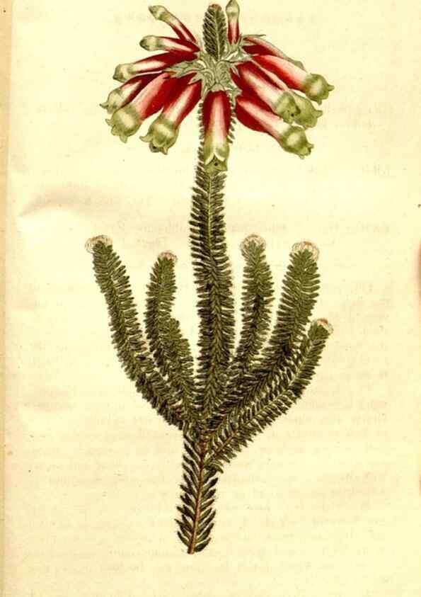 Reproducción/Reproduction 34323573824: The Botanical magazine, or, Flower-garden displayed ... /. [S.l. :s.n.],1790-1800 ;