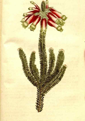 Reproducción/Reproduction 34323573824: The Botanical magazine, or, Flower-garden displayed ... /. [S.l. :s.n.],1790-1800 ;