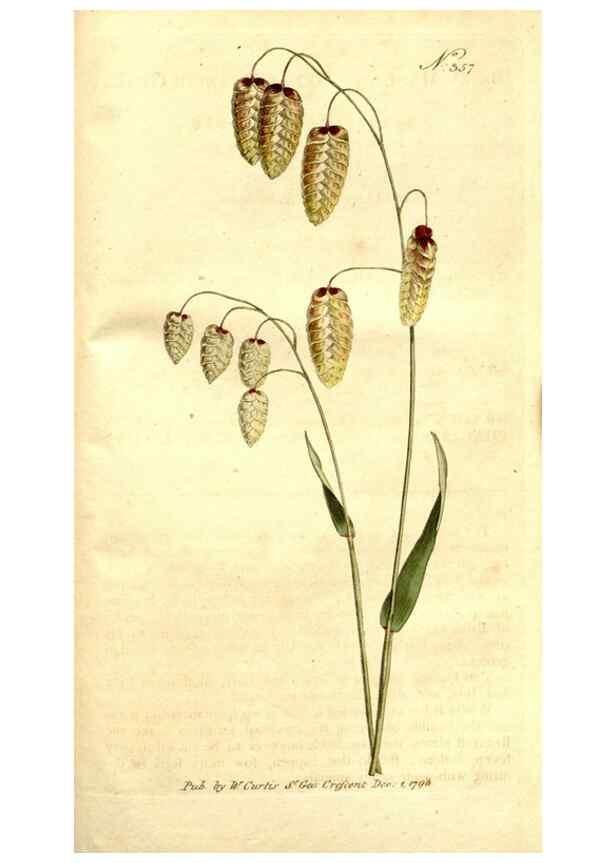 Reproducción/Reproduction 34782006920: The Botanical magazine, or, Flower-garden displayed ... /. [S.l. :s.n.],1790-1800 ;