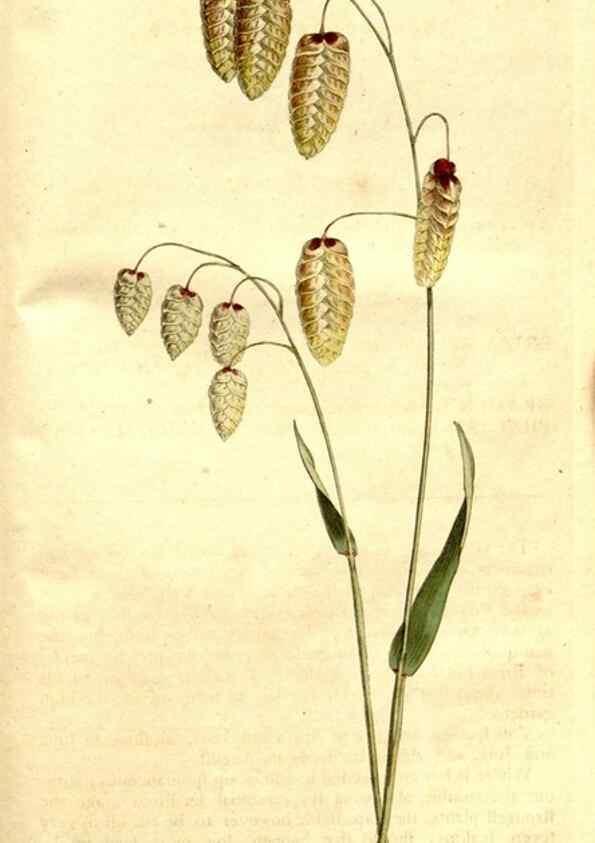 Reproducción/Reproduction 34782006920: The Botanical magazine, or, Flower-garden displayed ... /. [S.l. :s.n.],1790-1800 ;