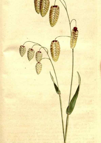 Reproducción/Reproduction 34782006920: The Botanical magazine, or, Flower-garden displayed ... /. [S.l. :s.n.],1790-1800 ;