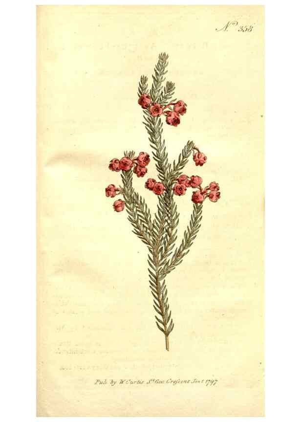 Reproducción/Reproduction 34323580574: The Botanical magazine, or, Flower-garden displayed ... /. [S.l. :s.n.],1790-1800 ;
