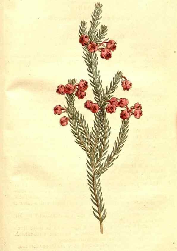 Reproducción/Reproduction 34323580574: The Botanical magazine, or, Flower-garden displayed ... /. [S.l. :s.n.],1790-1800 ;