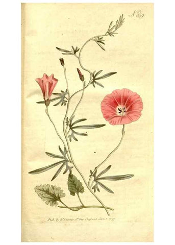 Reproducción/Reproduction 34782010270: The Botanical magazine, or, Flower-garden displayed ... /. [S.l. :s.n.],1790-1800 ;