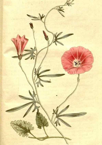 Reproducción/Reproduction 34782010270: The Botanical magazine, or, Flower-garden displayed ... /. [S.l. :s.n.],1790-1800 ;
