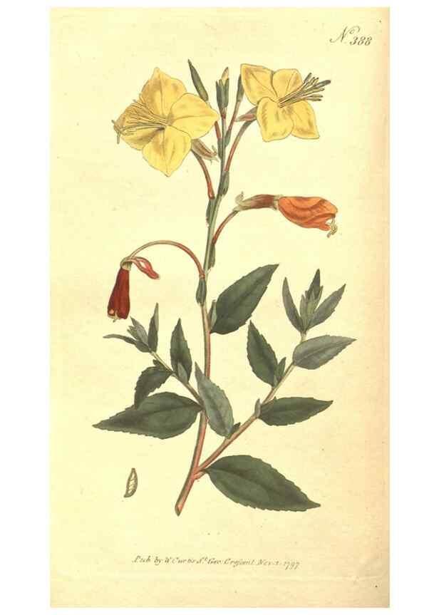Reproducción/Reproduction 35168929635: The Botanical magazine, or, Flower-garden displayed ... /. [S.l. :s.n.],1790-1800 ;