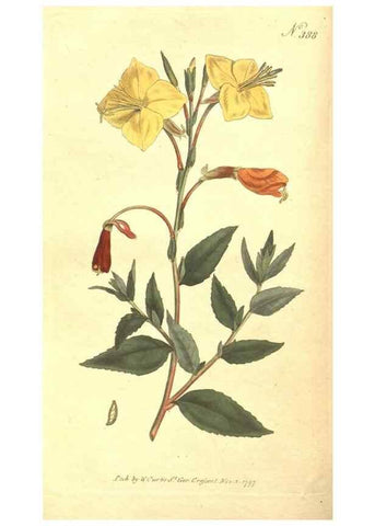 Reproducción/Reproduction 35168929635: The Botanical magazine, or, Flower-garden displayed ... /. [S.l. :s.n.],1790-1800 ;
