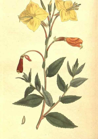 Reproducción/Reproduction 35168929635: The Botanical magazine, or, Flower-garden displayed ... /. [S.l. :s.n.],1790-1800 ;