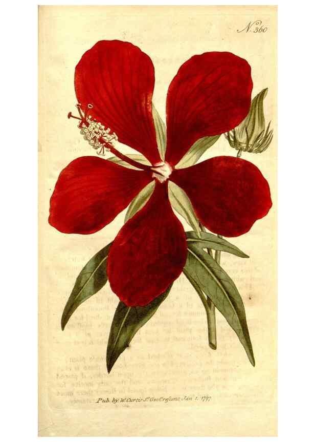 Reproducción/Reproduction 34323587444: The Botanical magazine, or, Flower-garden displayed ... /. [S.l. :s.n.],1790-1800 ;