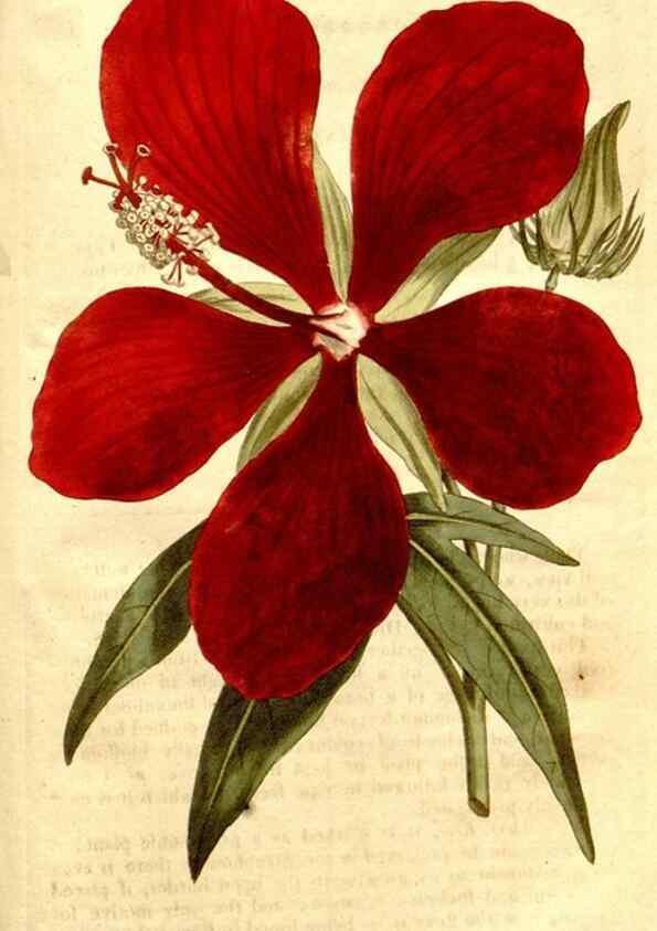 Reproducción/Reproduction 34323587444: The Botanical magazine, or, Flower-garden displayed ... /. [S.l. :s.n.],1790-1800 ;