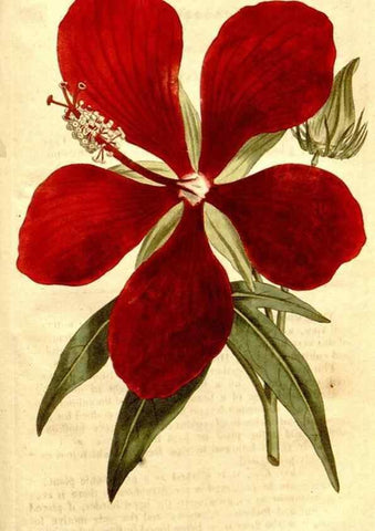 Reproducción/Reproduction 34323587444: The Botanical magazine, or, Flower-garden displayed ... /. [S.l. :s.n.],1790-1800 ;