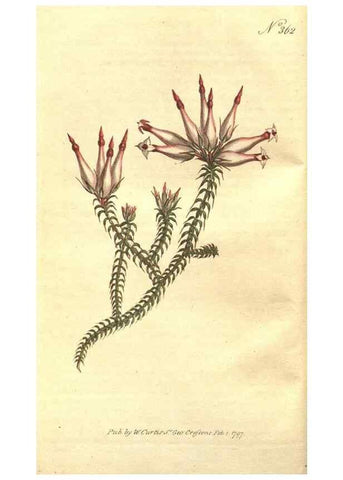 Reproducción/Reproduction 35128887836: The Botanical magazine, or, Flower-garden displayed ... /. [S.l. :s.n.],1790-1800 ;