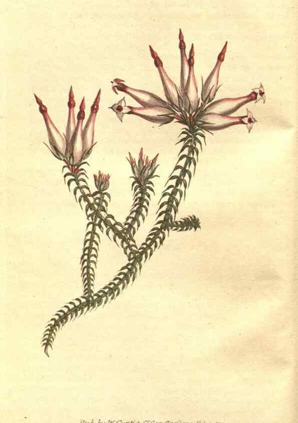 Reproducción/Reproduction 35128887836: The Botanical magazine, or, Flower-garden displayed ... /. [S.l. :s.n.],1790-1800 ;