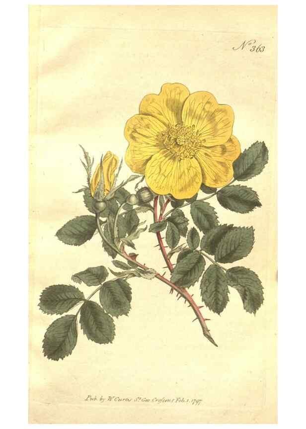 Reproducción/Reproduction 34359132743: The Botanical magazine, or, Flower-garden displayed ... /. [S.l. :s.n.],1790-1800 ;