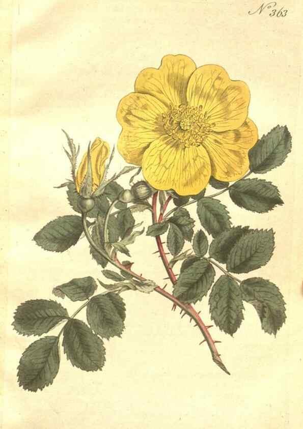 Reproducción/Reproduction 34359132743: The Botanical magazine, or, Flower-garden displayed ... /. [S.l. :s.n.],1790-1800 ;