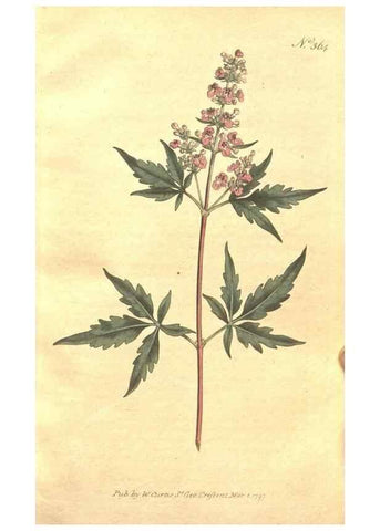 Reproducción/Reproduction 34359135743: The Botanical magazine, or, Flower-garden displayed ... /. [S.l. :s.n.],1790-1800 ;