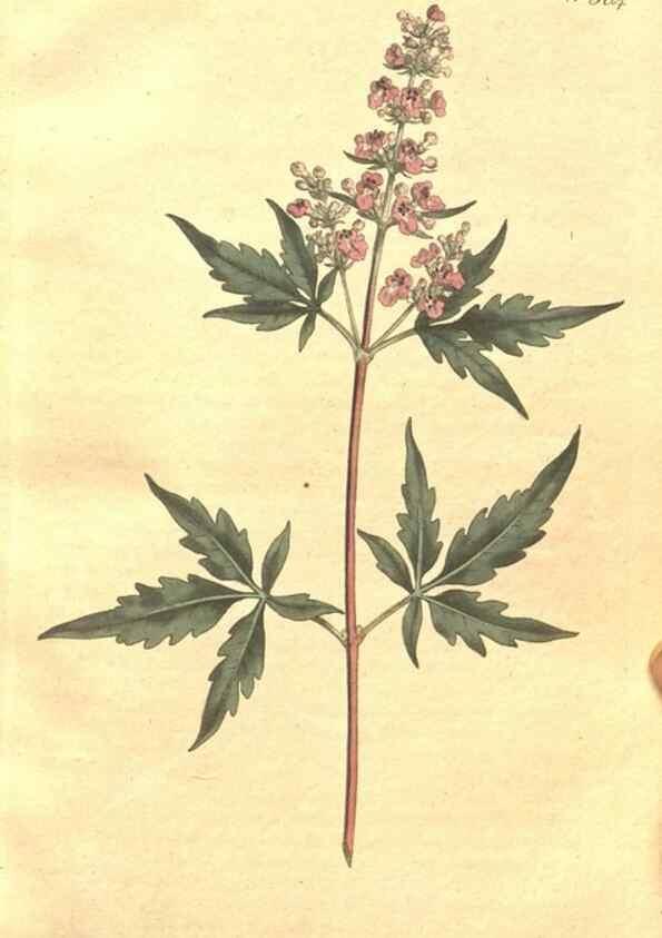 Reproducción/Reproduction 34359135743: The Botanical magazine, or, Flower-garden displayed ... /. [S.l. :s.n.],1790-1800 ;