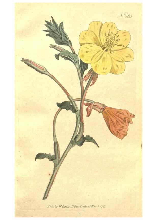 Reproducción/Reproduction 34359138513: The Botanical magazine, or, Flower-garden displayed ... /. [S.l. :s.n.],1790-1800 ;