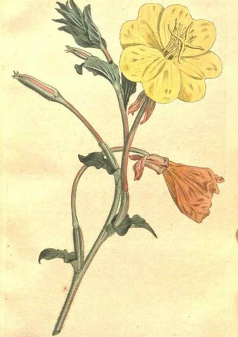 Reproducción/Reproduction 34359138513: The Botanical magazine, or, Flower-garden displayed ... /. [S.l. :s.n.],1790-1800 ;