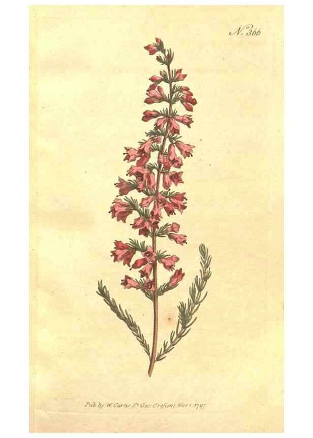Reproducción/Reproduction 35038135451: The Botanical magazine, or, Flower-garden displayed ... /. [S.l. :s.n.],1790-1800 ;