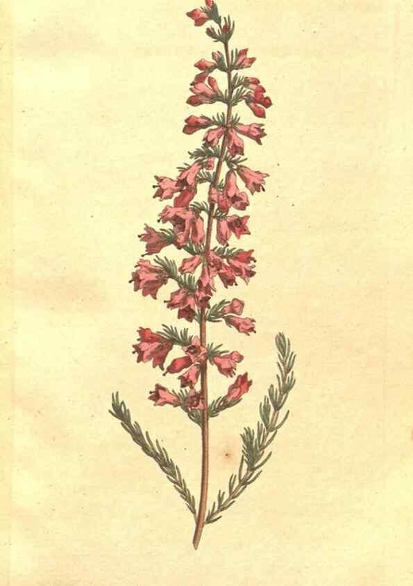 Reproducción/Reproduction 35038135451: The Botanical magazine, or, Flower-garden displayed ... /. [S.l. :s.n.],1790-1800 ;