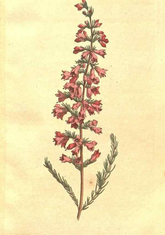 Reproducción/Reproduction 35038135451: The Botanical magazine, or, Flower-garden displayed ... /. [S.l. :s.n.],1790-1800 ;