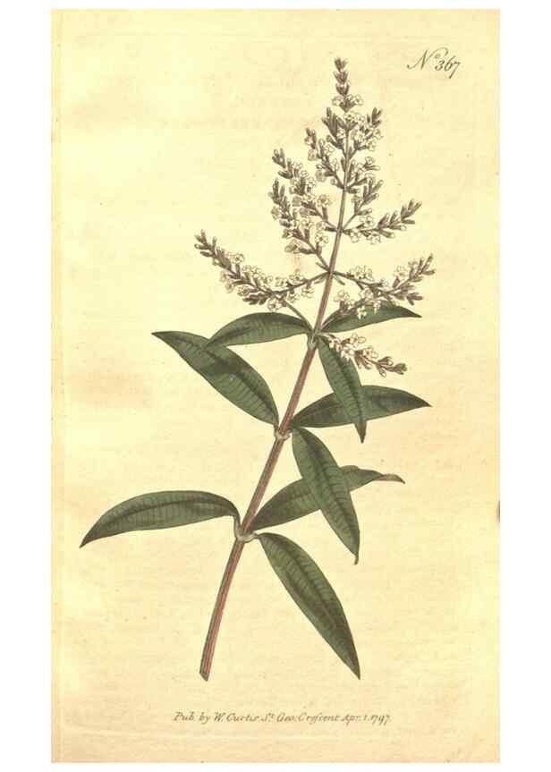 Reproducción/Reproduction 35038138871: The Botanical magazine, or, Flower-garden displayed ... /. [S.l. :s.n.],1790-1800 ;