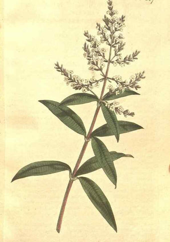 Reproducción/Reproduction 35038138871: The Botanical magazine, or, Flower-garden displayed ... /. [S.l. :s.n.],1790-1800 ;