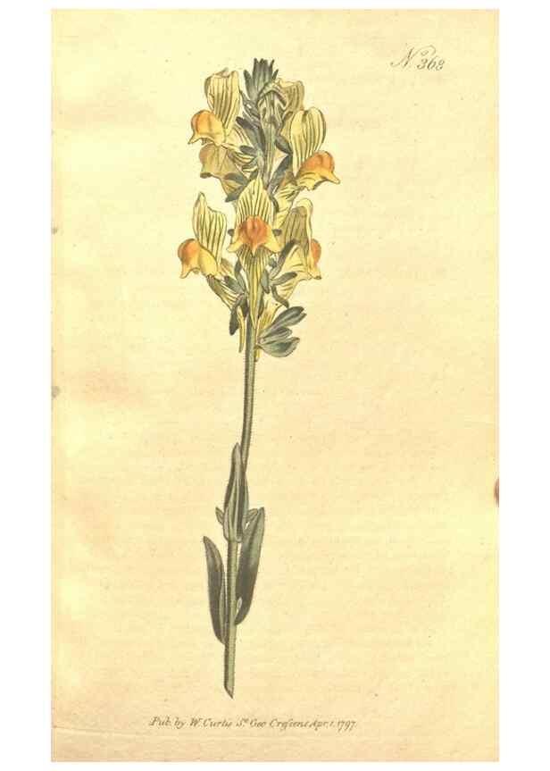 Reproducción/Reproduction 35038141621: The Botanical magazine, or, Flower-garden displayed ... /. [S.l. :s.n.],1790-1800 ;
