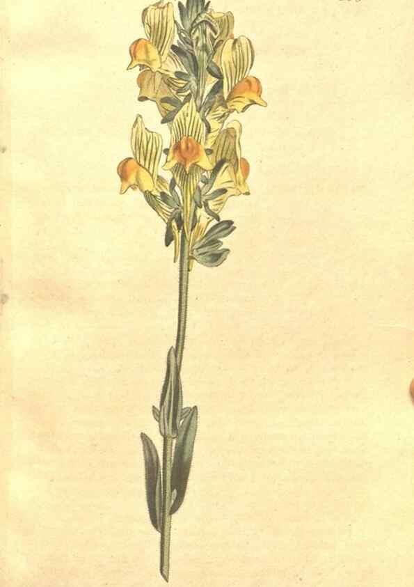 Reproducción/Reproduction 35038141621: The Botanical magazine, or, Flower-garden displayed ... /. [S.l. :s.n.],1790-1800 ;