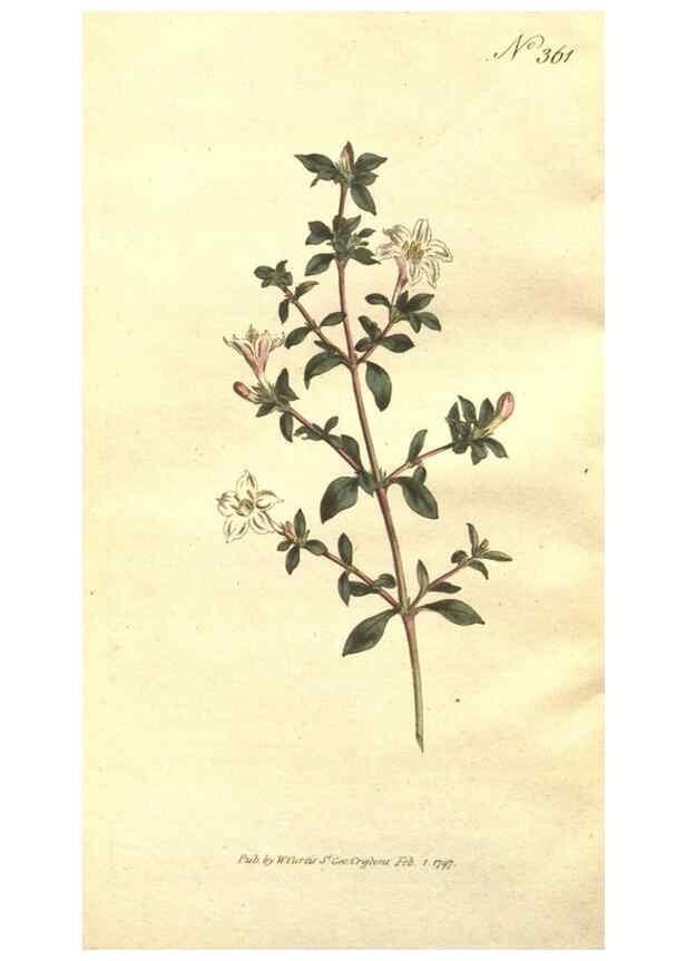 Reproducción/Reproduction 35128884796: The Botanical magazine, or, Flower-garden displayed ... /. [S.l. :s.n.],1790-1800 ;